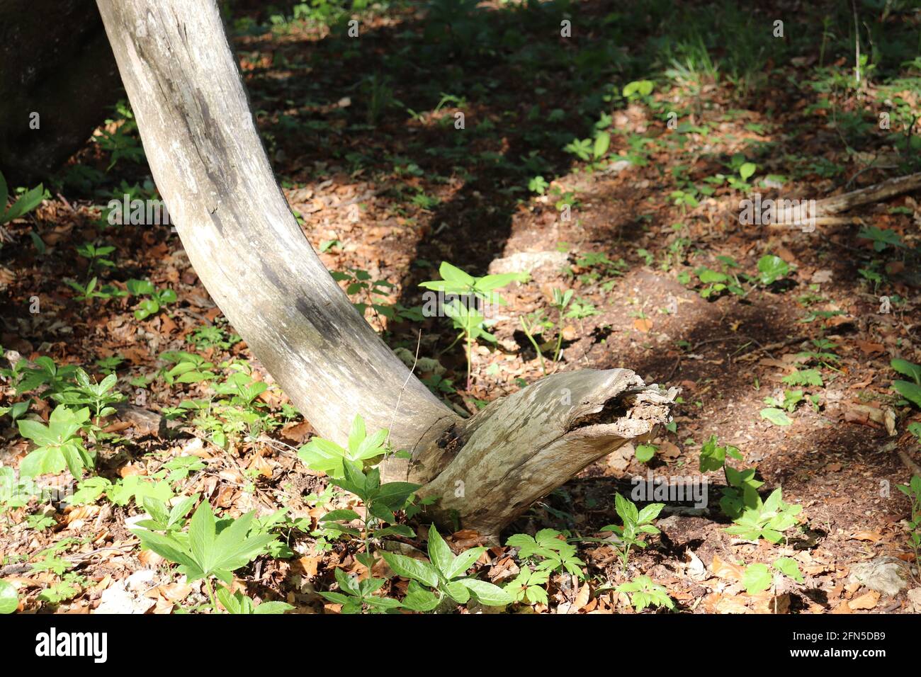 Un vecchio albero morto si è posto interessante sul terreno Foto Stock