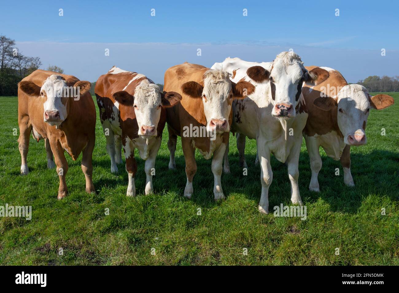 Gruppo di giovani e curiose vacche brune macchiate nel verde prato Foto Stock