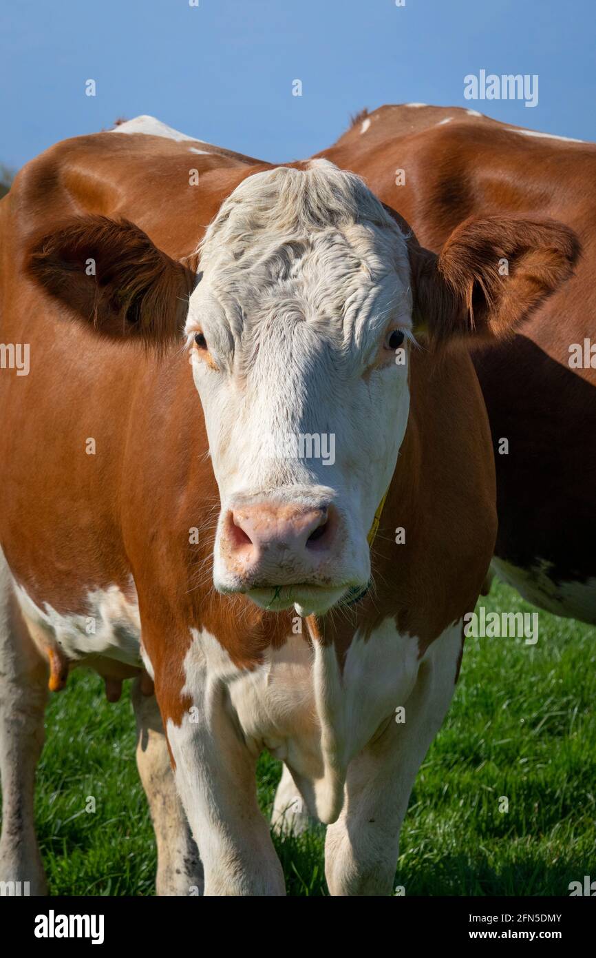 Ritratto di una giovane e curiosa mucca macchiata marrone nel prato guardando nella fotocamera Foto Stock