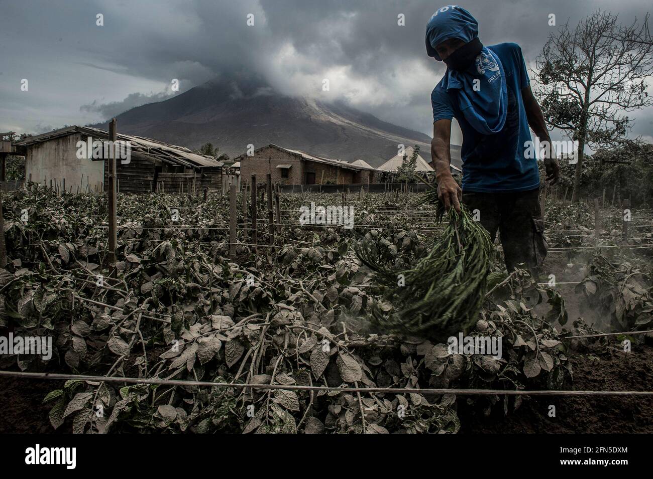 Sumatra settentrionale, Indonesia. 14 maggio 2021. Un agricoltore cerca di eliminare la cenere vulcanica dalla sua pianta di pomodoro nel villaggio di Simpang Empat nel distretto di Karo, Sumatra del Nord, Indonesia, 14 maggio 2021. Credit: Sutanta Aditya/Xinhua/Alamy Live News Foto Stock