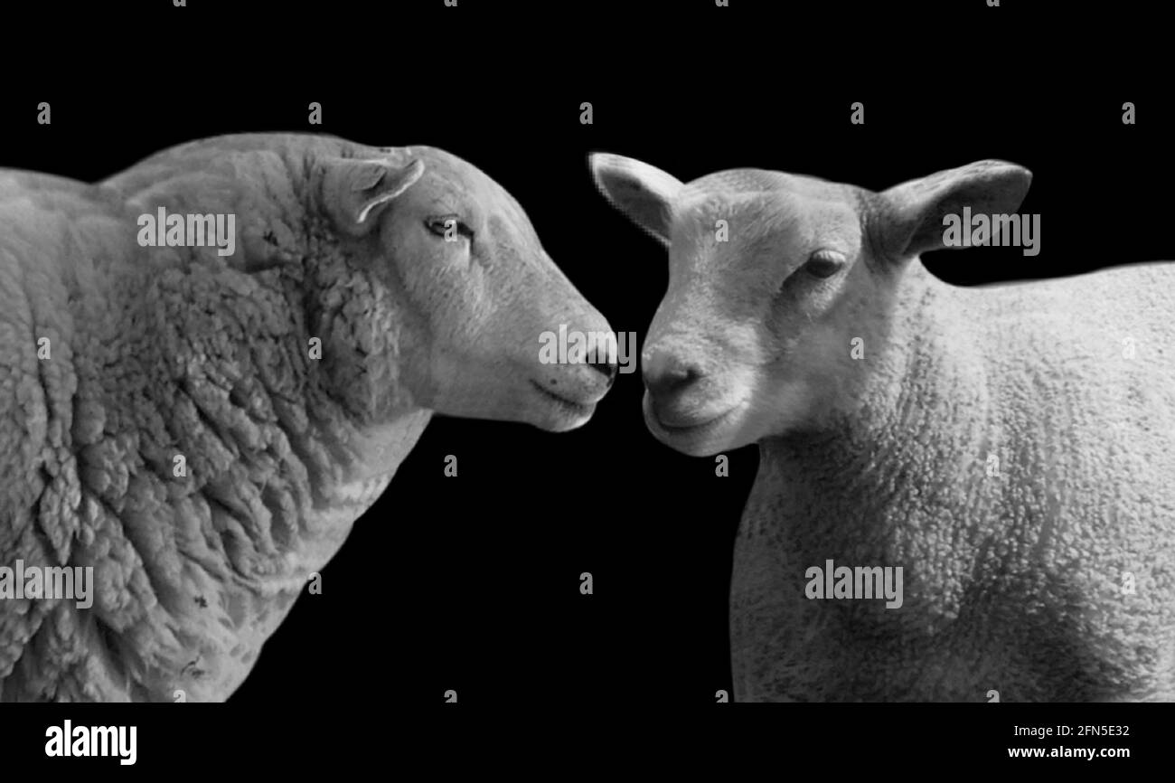 Due pecore che giocano sullo sfondo nero Foto Stock