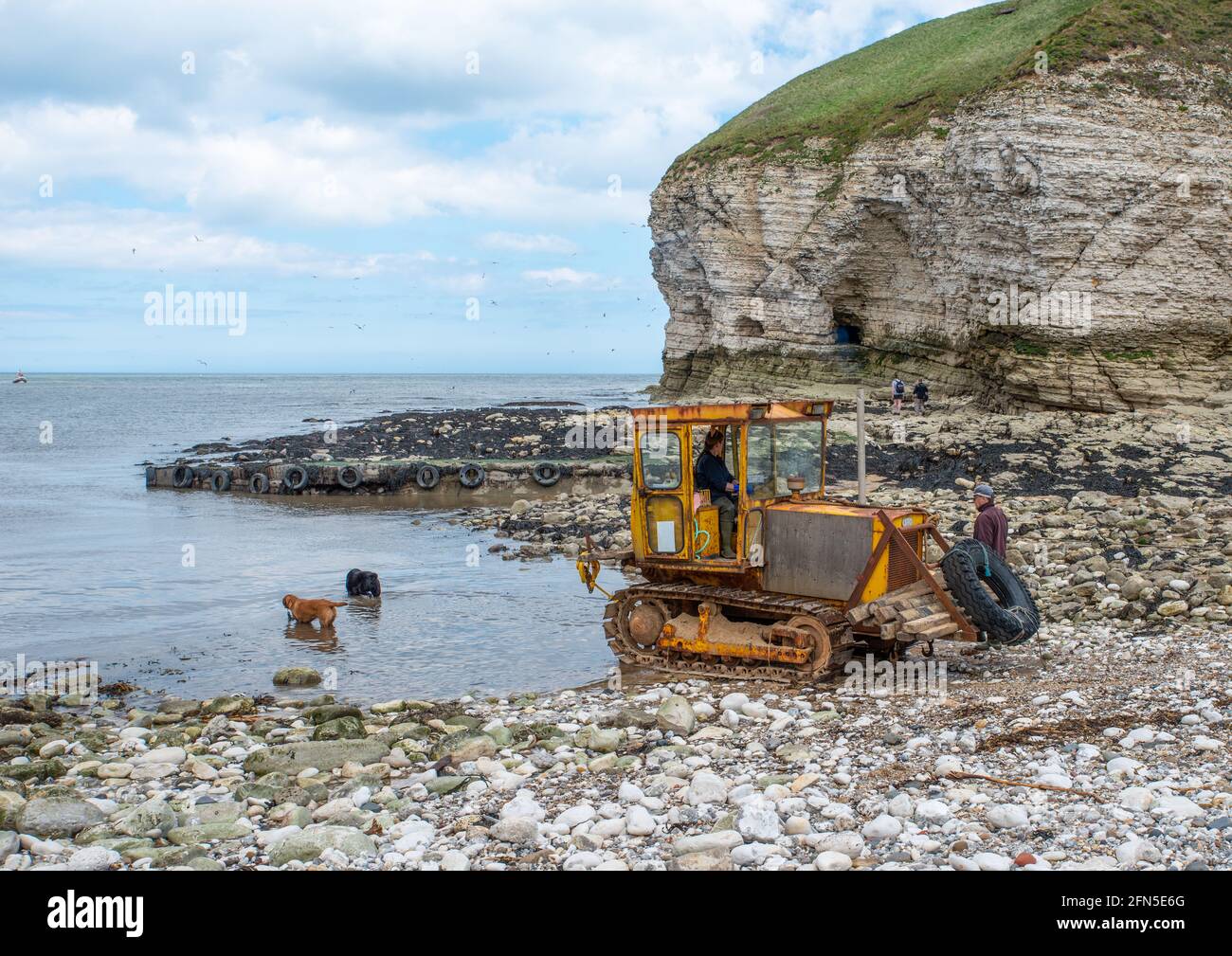 Flamborough, East Yorkshire, UK, 12 maggio 2021 - un trattore cingolato giallo su una spiaggia di ciottoli metà in acqua con due cani in mare Foto Stock
