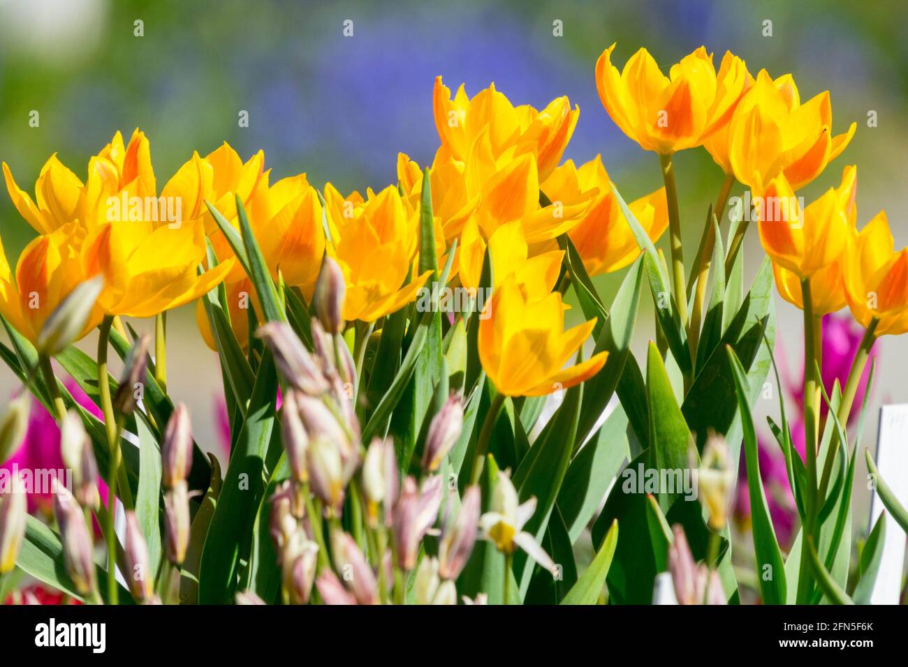 Tulipa heweri gialli nani tulipani Giardino primaverile fioritura Fiore Tulipani gialli piccoli gruppi di specie gruppo dei tulipani piccoli fiori fioritura maggio Foto Stock