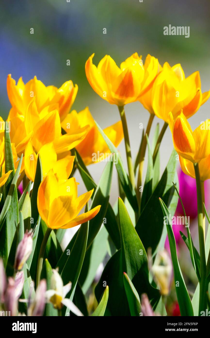 Tulipa heweri tulipani giallo nana tulipani primavera giardino tulipani Foto Stock