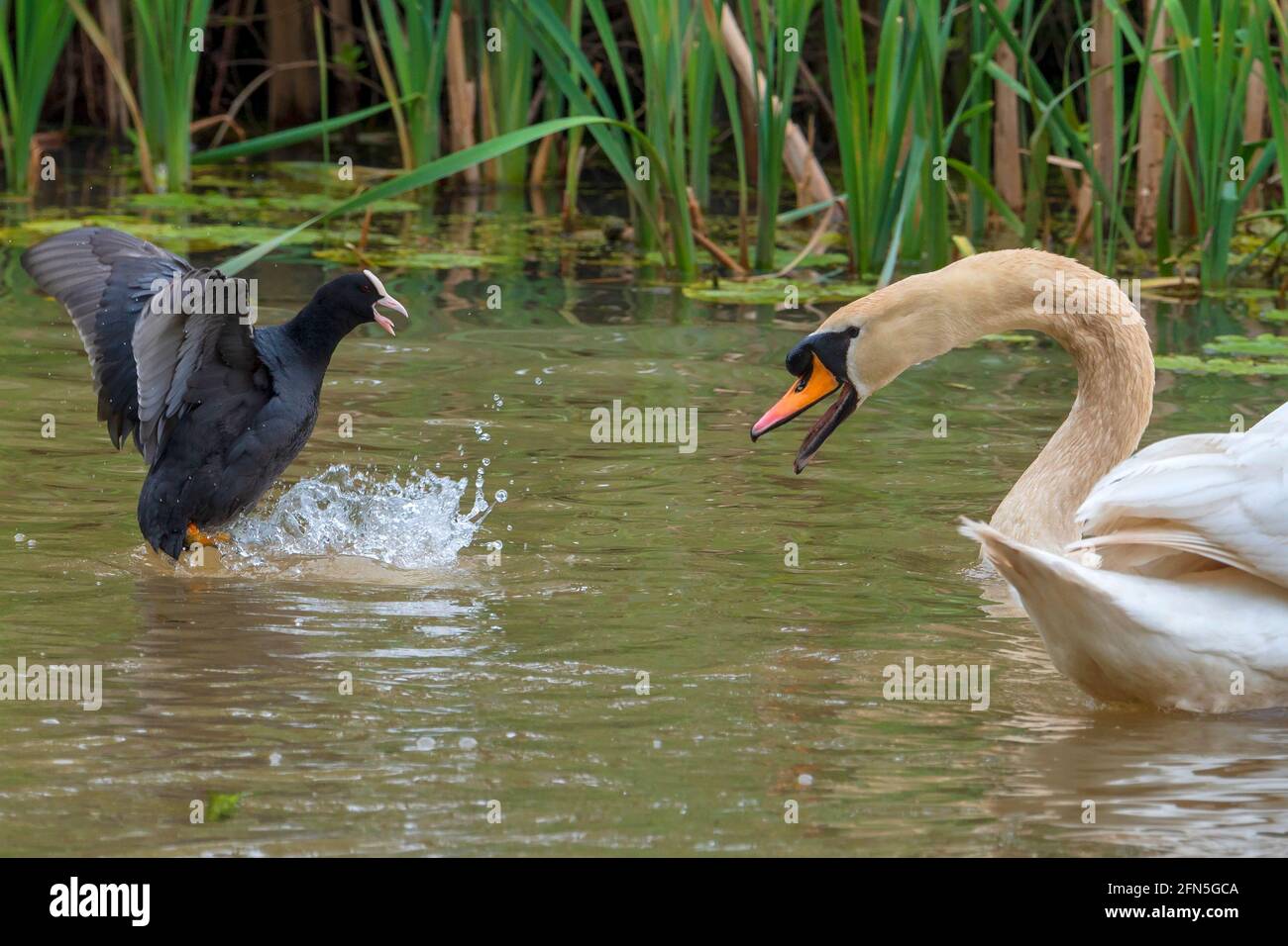 Mute Swan combatte contro un bambino che difende Coot. Foto Stock