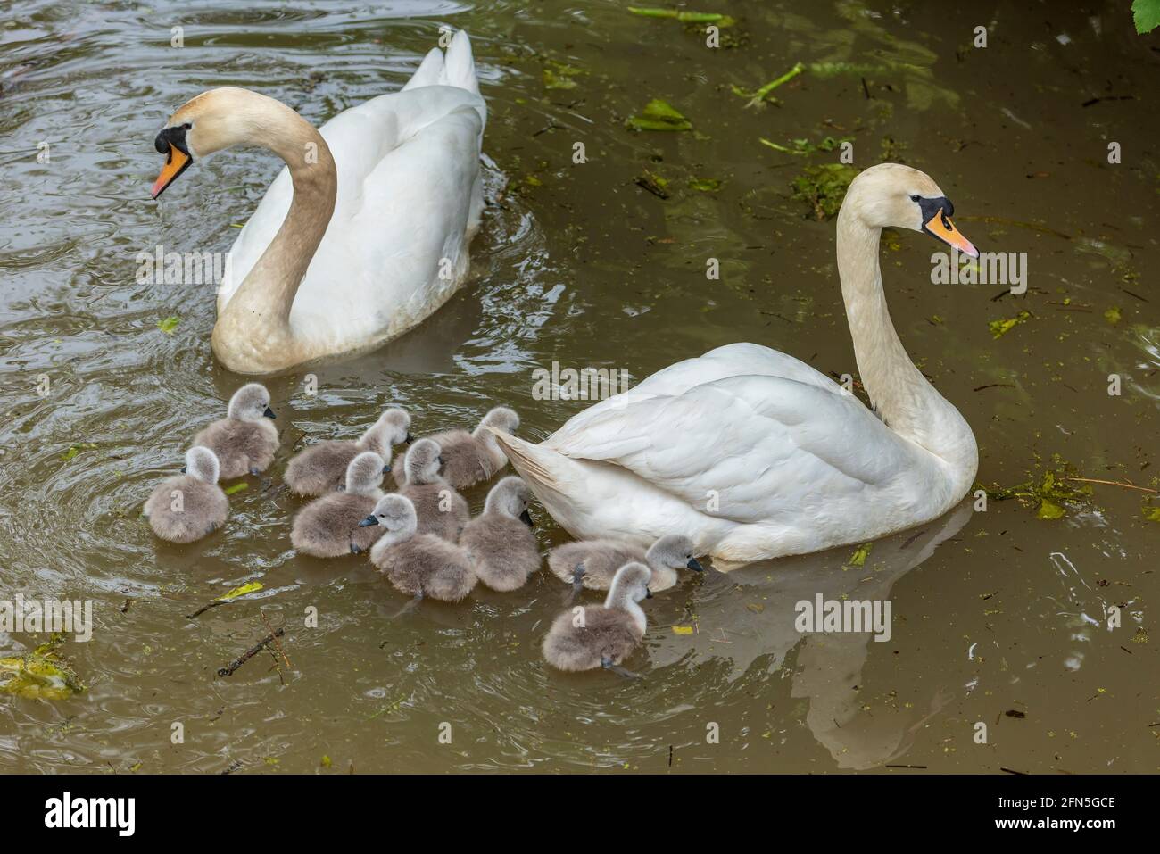 Mute famiglia cigno con dieci cigneti. Foto Stock
