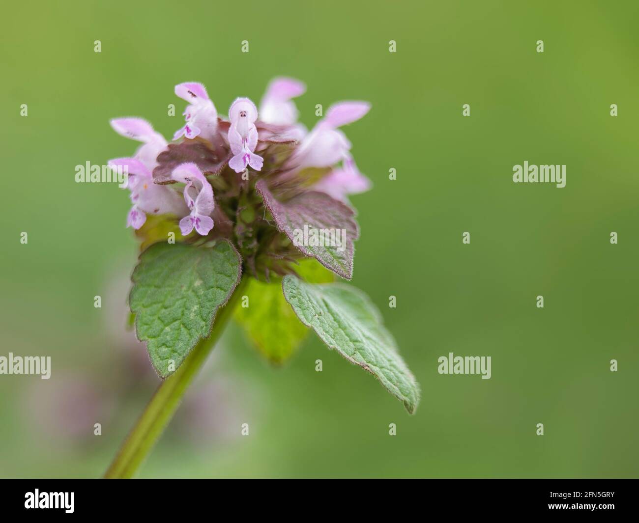 Fiori di ortica rossa, purpurpurea di Lamium, in primavera contro sfondo verde con spazio di copia Foto Stock