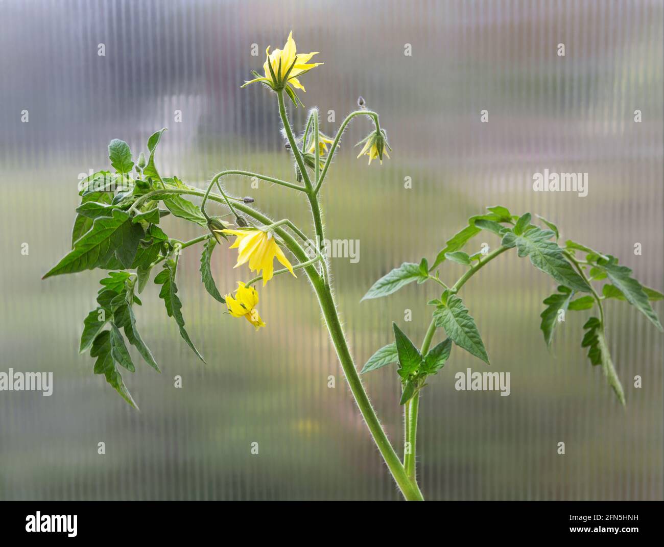 Fiore di pianta di pomodoro e foglia. Giovani piante di pomodoro in serra. Foto Stock