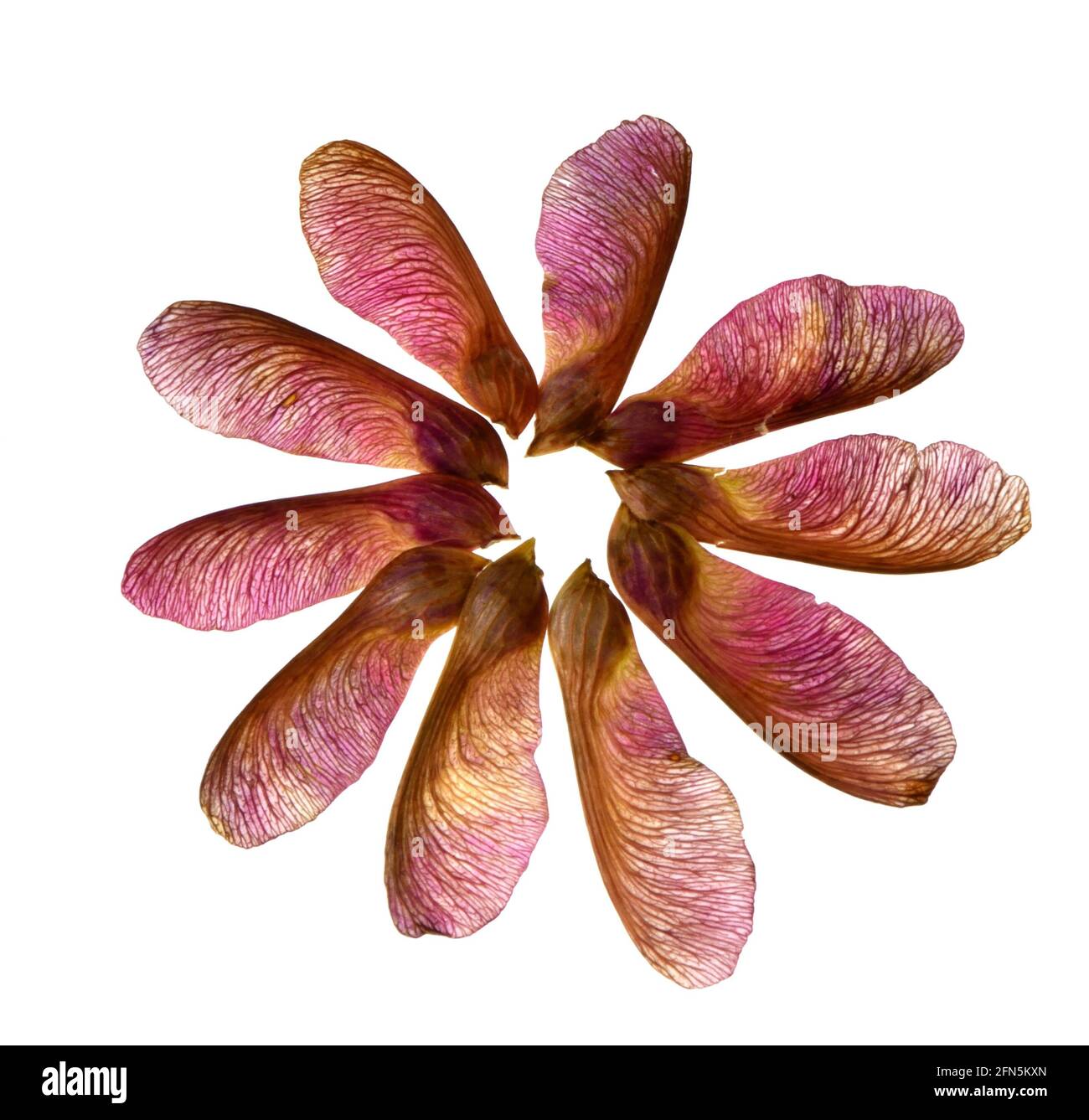 Un primo piano di dieci baccelli di semi d'acero disposti in un cerchio per formare una forma di fiore con ogni baccello di semi che serve come petalo del fiore. Foto Stock