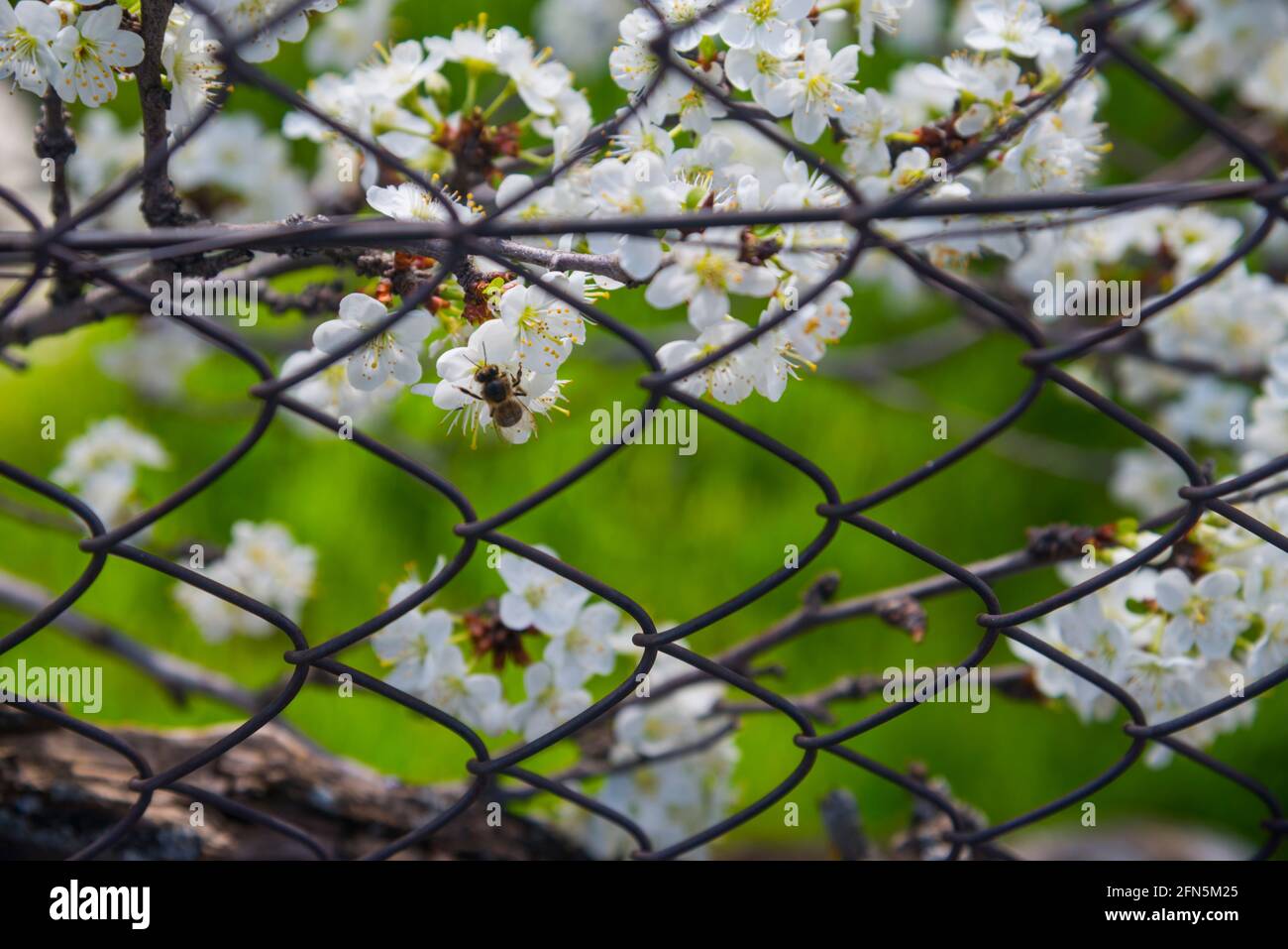 Fiori di Whte dietro una rete metallica. Foto Stock