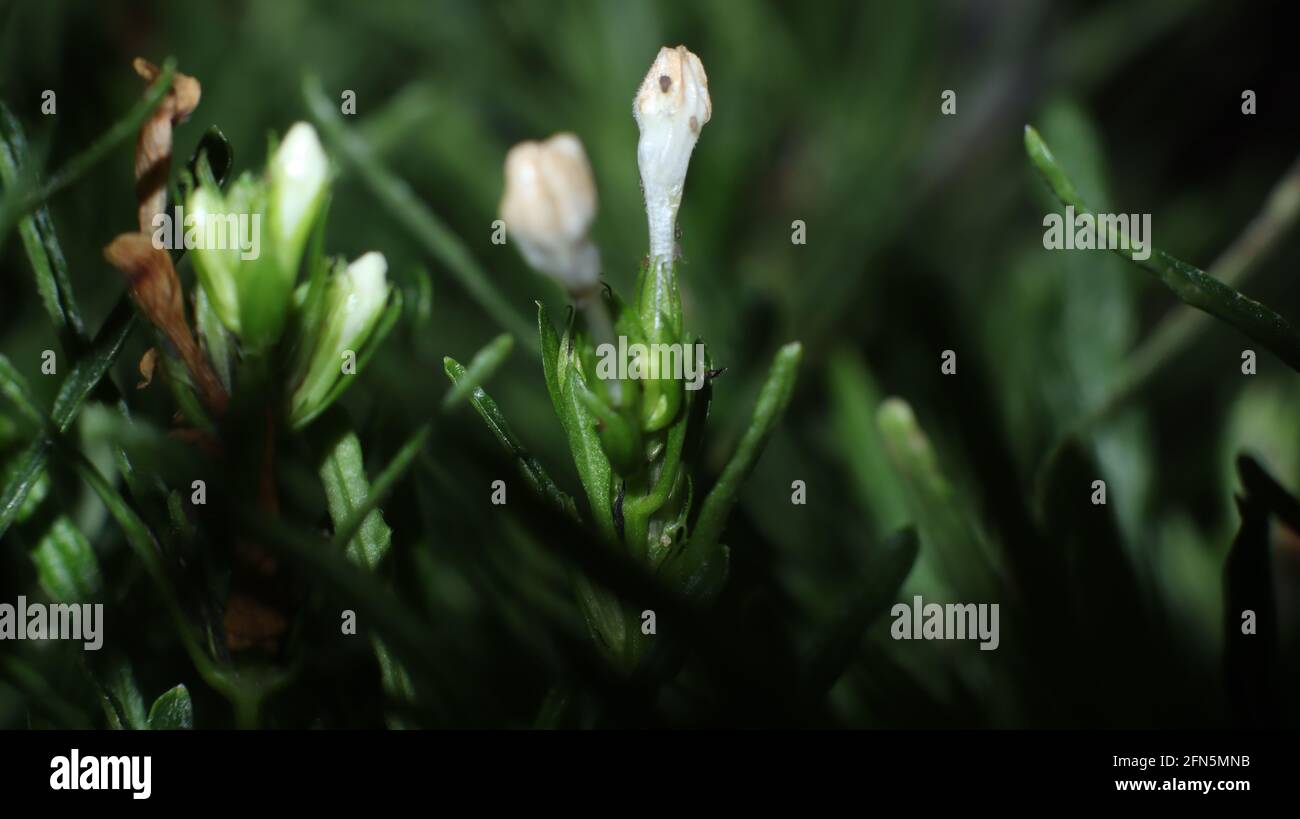 macro fiori d'erba Foto Stock