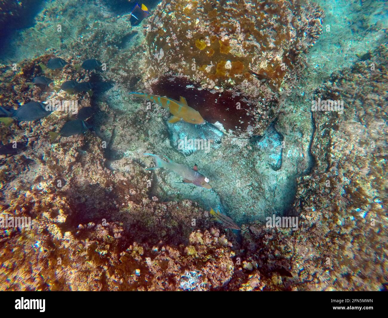 Pesce pappagallo giallo e scuola di pesce nero a Punta Cormorant, Isola Floreana, Galapagos, Ecuador Foto Stock