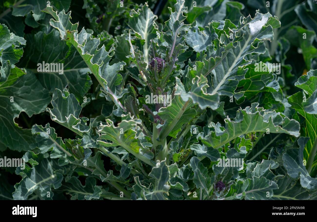 broccoli pianta che è stata mangiata dai piccioni i fogli delle brassicae sono distrutti, uccelli attaccheranno il raccolto se non coperto da rete Foto Stock