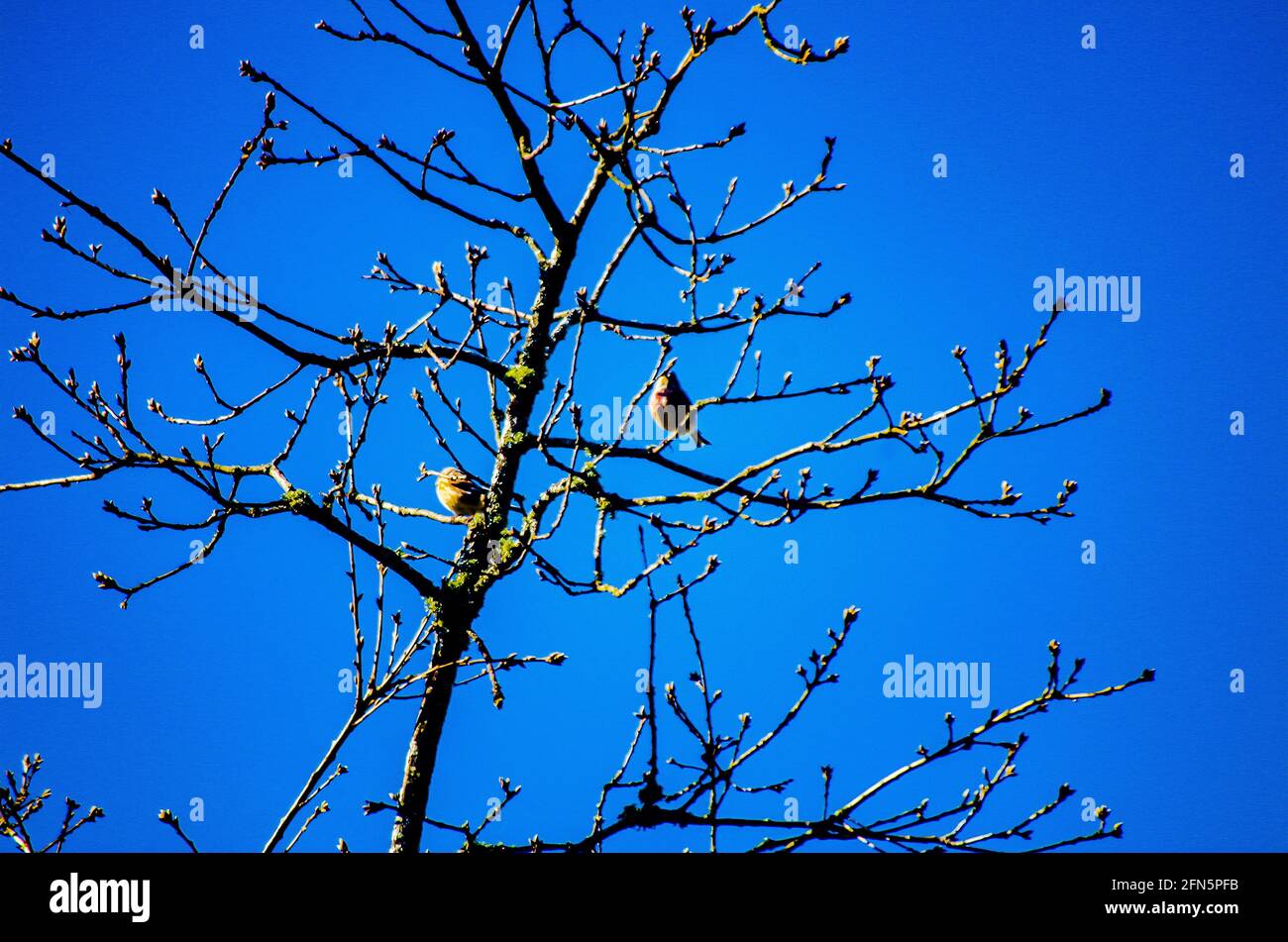 pájaros lejanos en primavera Foto Stock