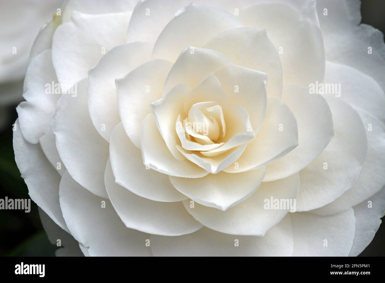 Un'immagine full frame di una fioritura bianca Camellia Japonica Foto Stock