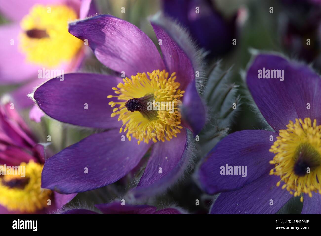 Un'immagine full frame di una Pulsatilla vulgaris, conosciuta anche come il fiore Pasque tra molti altri nomi Foto Stock