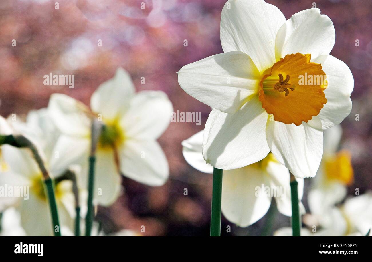 Un daffodil giallo pallido con una corona gialla profonda, si erge in luce solare intensa su uno sfondo di fiori di primavera rosa Foto Stock