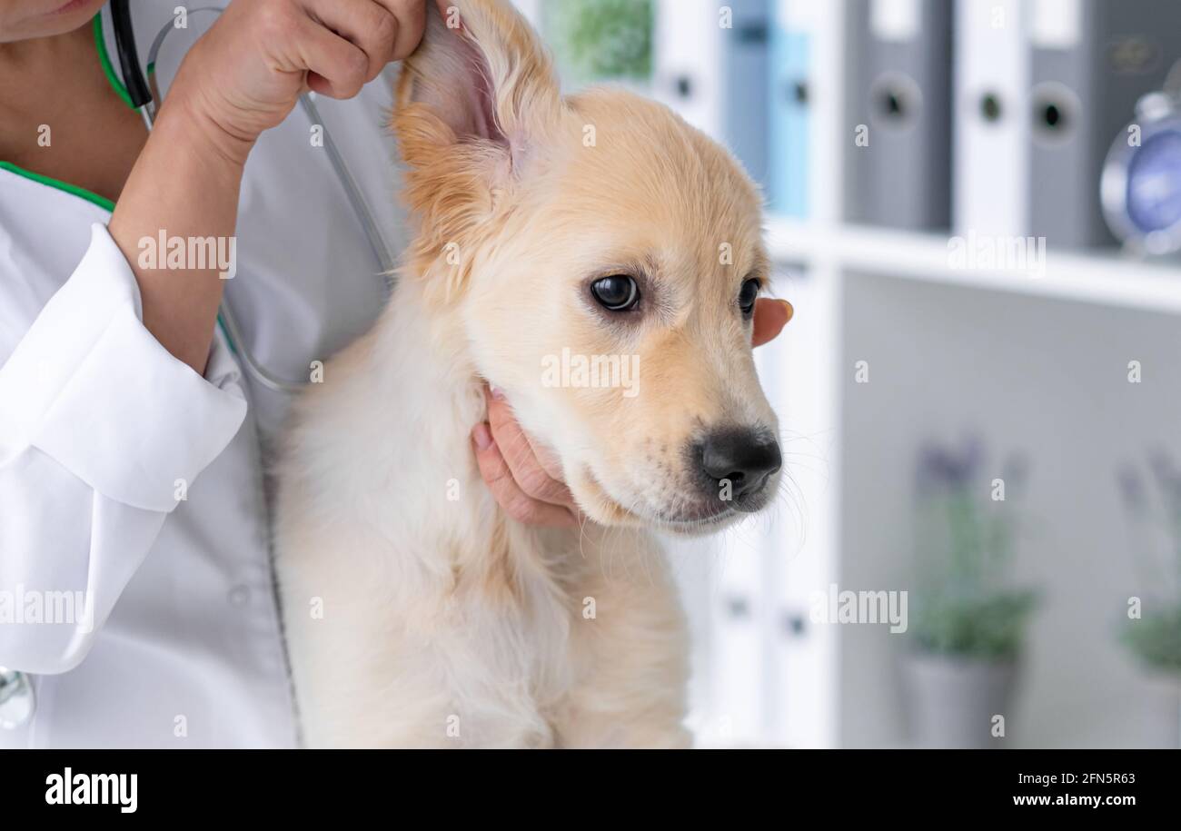Orecchie di cane giovane che esamina in clinica veterinaria Foto Stock