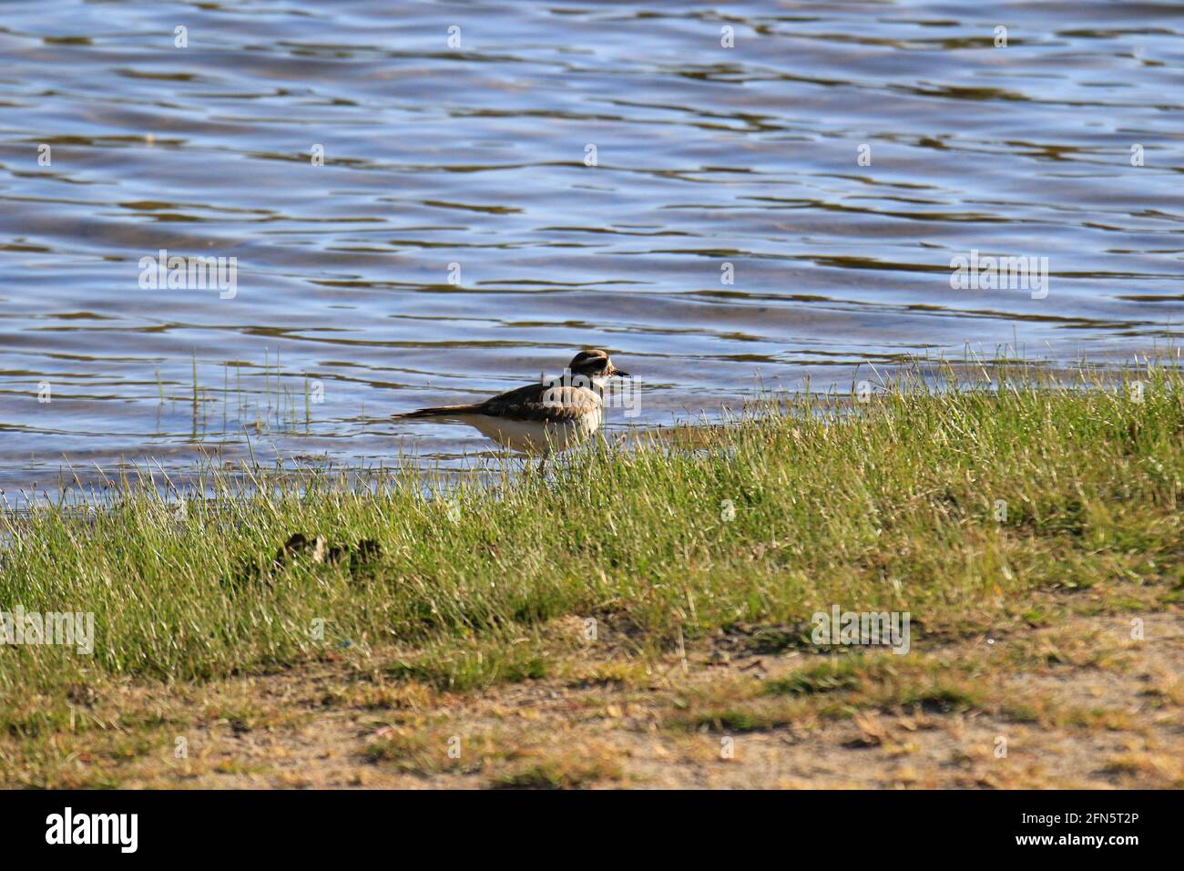 Primo piano di un uccello di cervo kill vicino ad un acquifauna Area di gestione in Ontario Canada Foto Stock