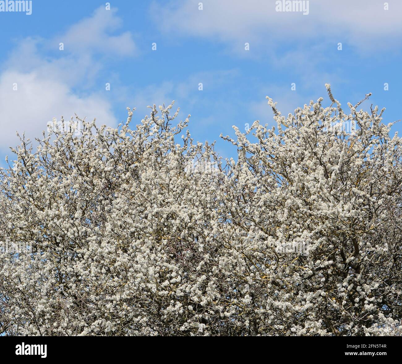 Fiore di spina nera (Prunus spinosa) Con la nuvola di Cumulus in un cielo blu Foto Stock