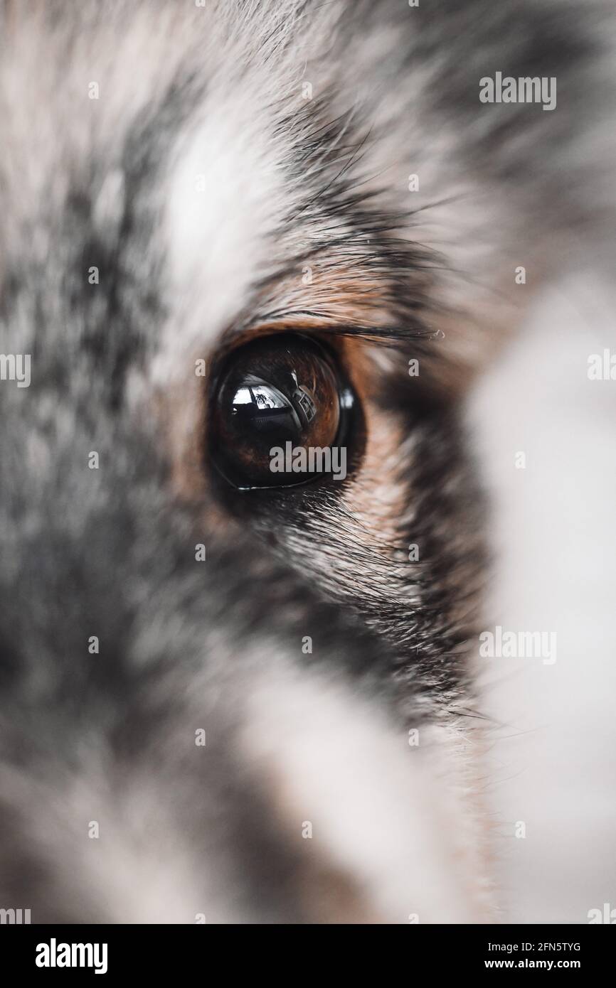 Macro closeup di un occhio marrone di un cucciolo finlandese Cane Lapphund Foto Stock