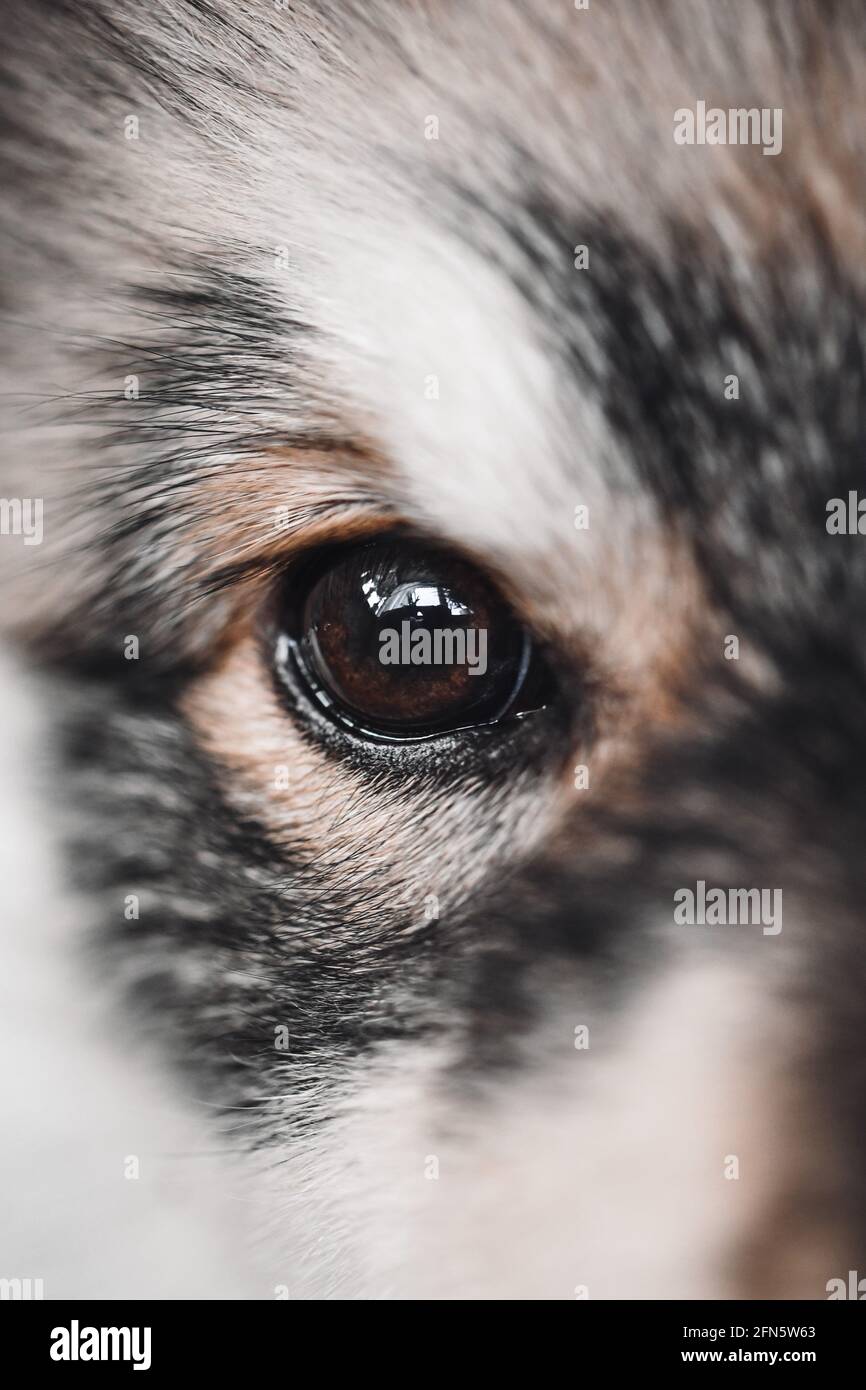 Macro closeup di un occhio marrone di un cucciolo finlandese Cane Lapphund Foto Stock