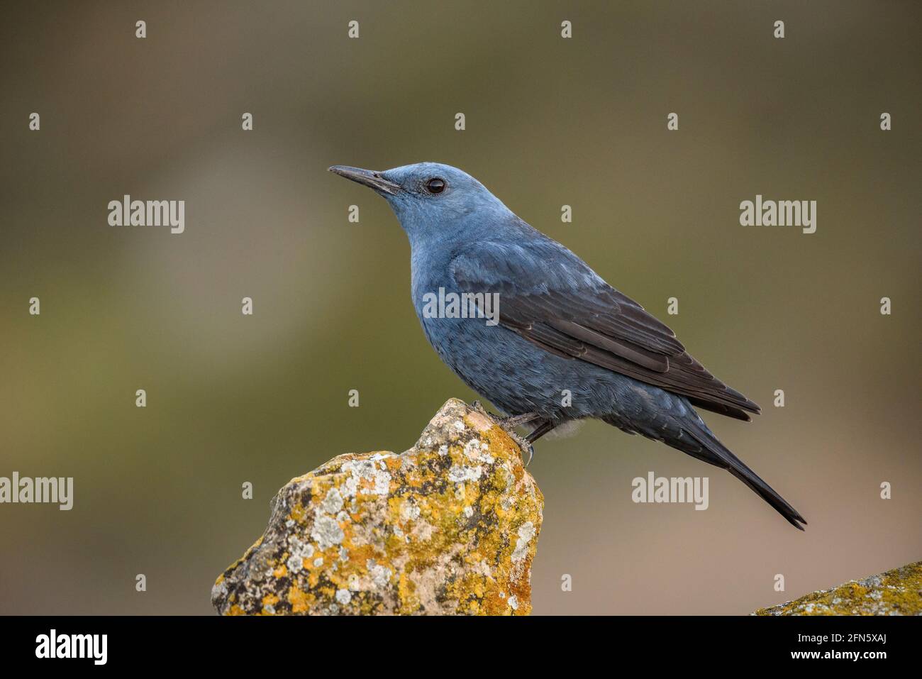 Blue rock thrush (Monticola solitarius) con un intenso piumaggio blu nella stagione di accoppiamento, fotografato da una pelle a Batea (Tarragona, Spagna) Foto Stock