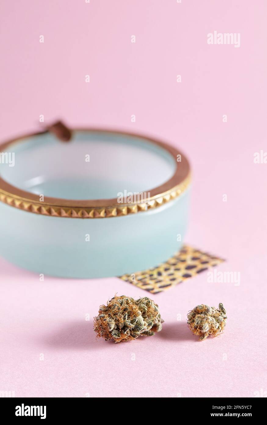 Primo piano del ceppo di cannabis Grape ghiacciate su sfondo rosa Foto Stock