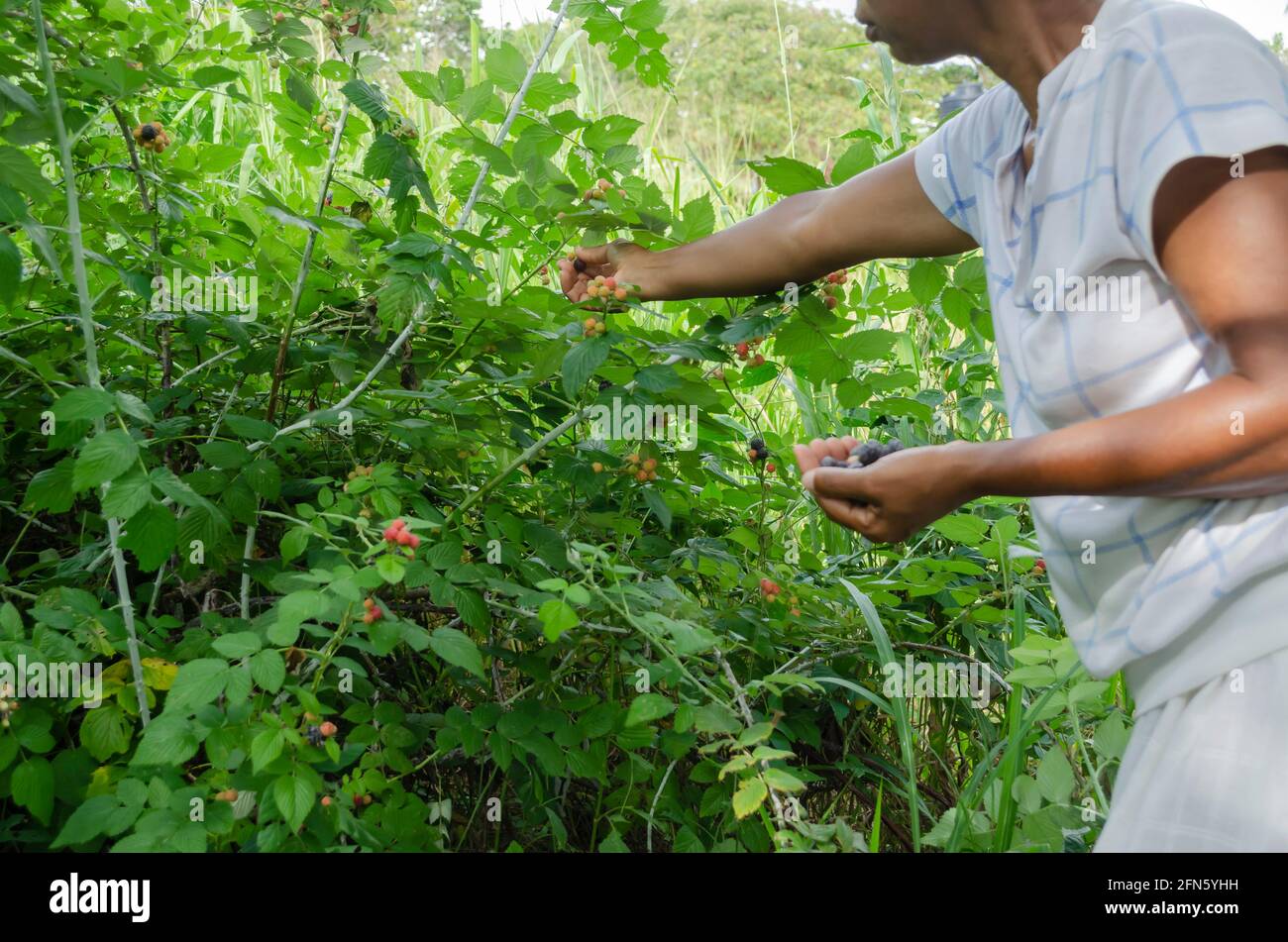 Una donna che miete lamponi neri Foto Stock