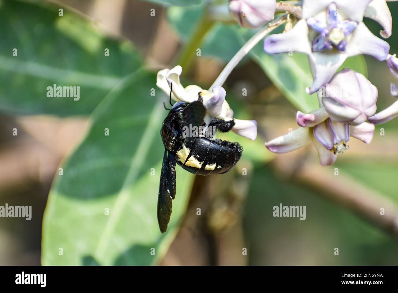 Vista ravvicinata di Bumble Bee, falegname o Xylocopa valgaon su Calotropis procera o mela di fiori di sodoma. Appollaiato su Flower Stock Photos & Bumbl Foto Stock