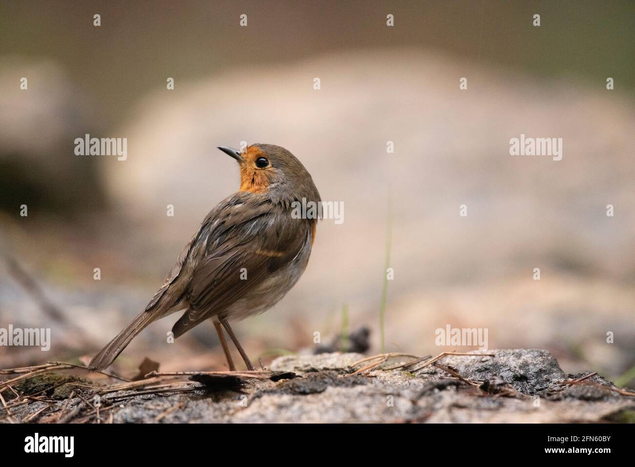 Robin (Erithacus rubecula) fotografato da una pelle in una foresta di Batea (provincia di Tarragona, Catalogna, Spagna) Foto Stock