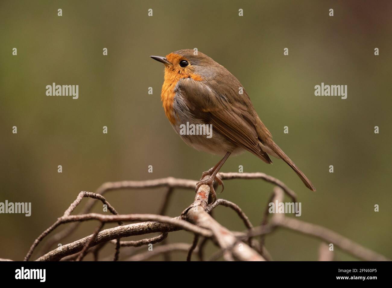 Robin (Erithacus rubecula) fotografato da una pelle in una foresta di Batea (provincia di Tarragona, Catalogna, Spagna) Foto Stock