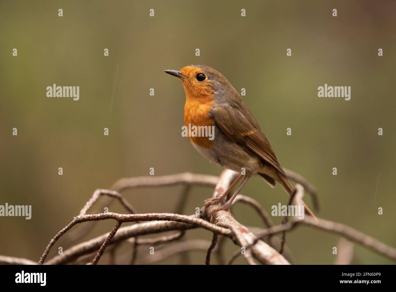 Robin (Erithacus rubecula) fotografato da una pelle in una foresta di Batea (provincia di Tarragona, Catalogna, Spagna) Foto Stock