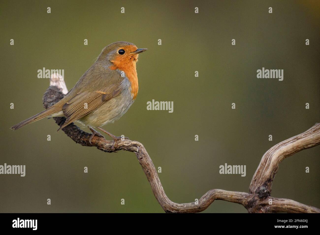 Robin (Erithacus rubecula) fotografato da una pelle a Batea (provincia di Tarragona, Catalogna, Spagna) ESP: Petirrojo fotografiada desde un hide Foto Stock