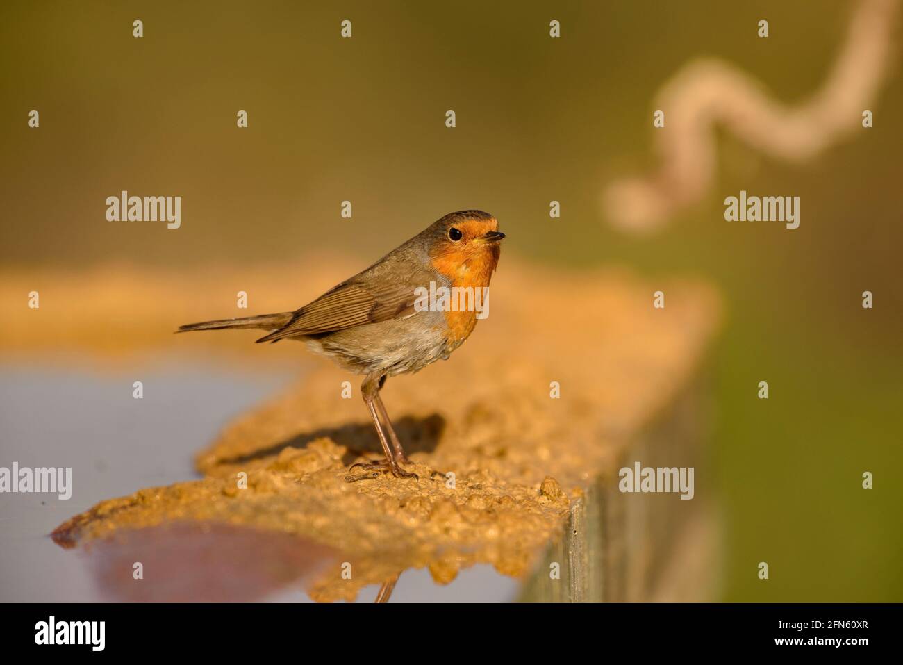 Robin (Erithacus rubecula) fotografato da una pelle a Batea (provincia di Tarragona, Catalogna, Spagna) ESP: Petirrojo fotografiada desde un hide Foto Stock