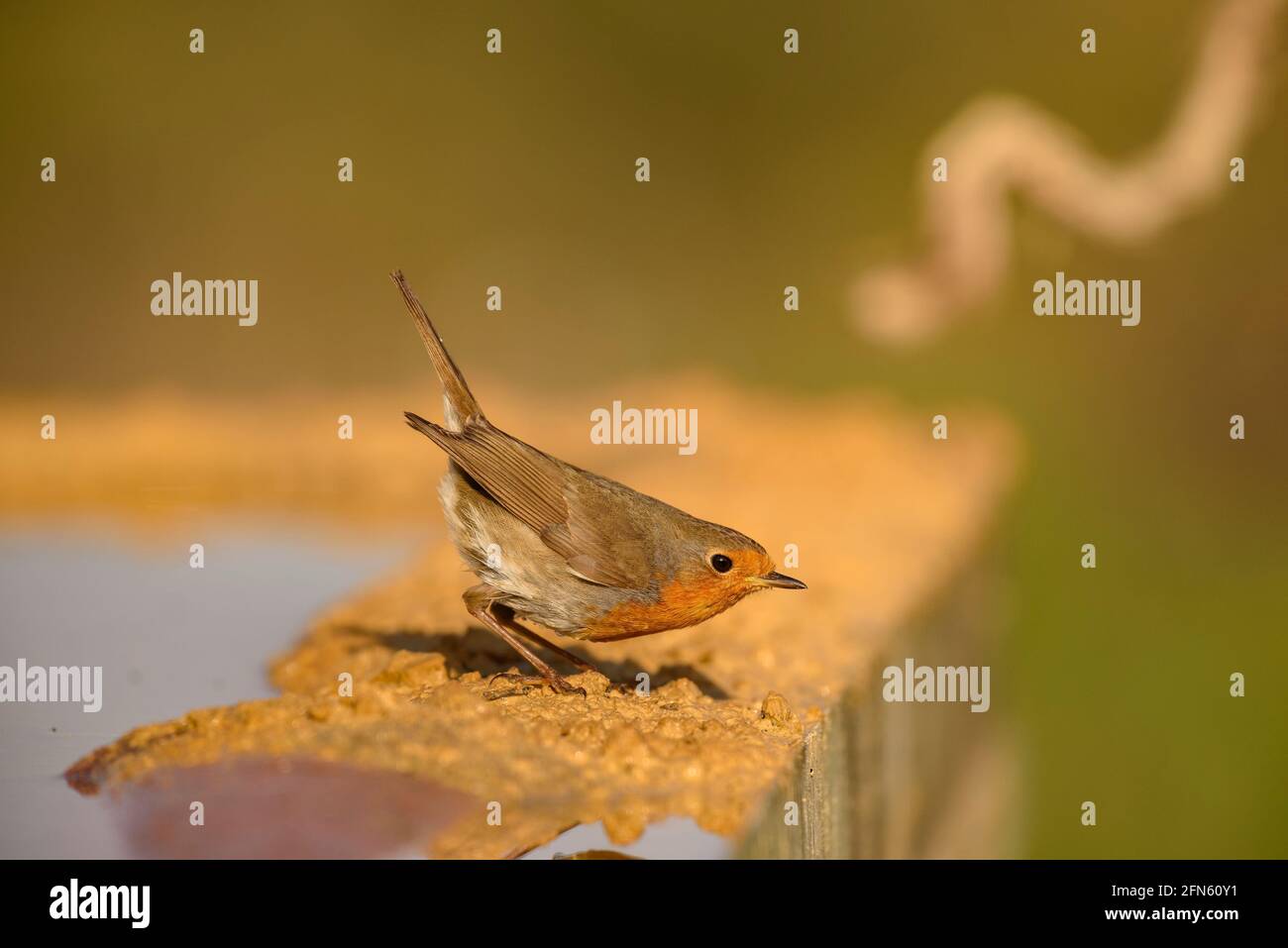 Robin (Erithacus rubecula) fotografato da una pelle a Batea (provincia di Tarragona, Catalogna, Spagna) ESP: Petirrojo fotografiada desde un hide Foto Stock