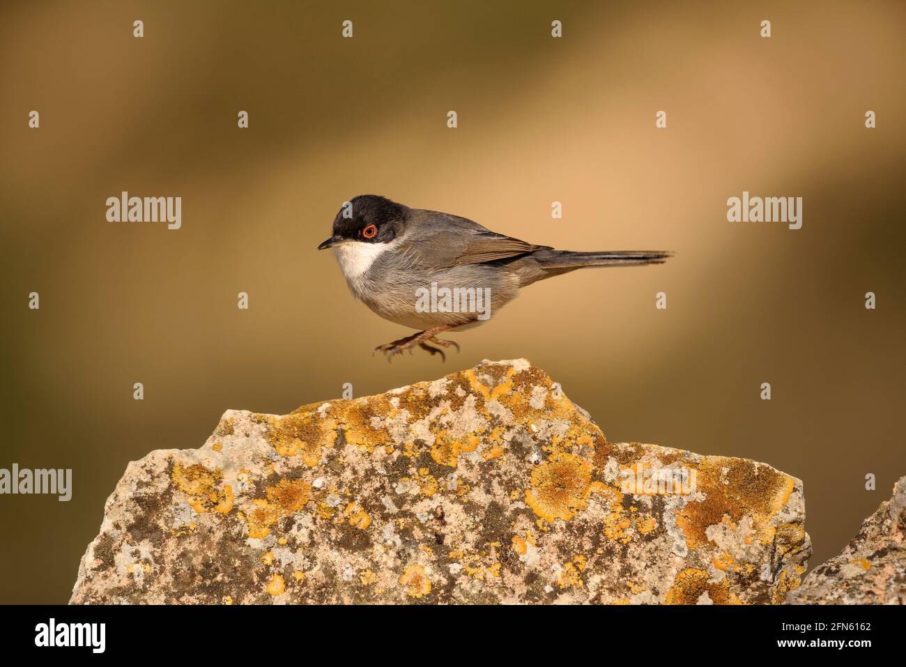 Guerriero sardo (Curruca melanocephala) fotografato da una pelle a Batea (provincia di Tarragona, Catalogna, Spagna) Foto Stock