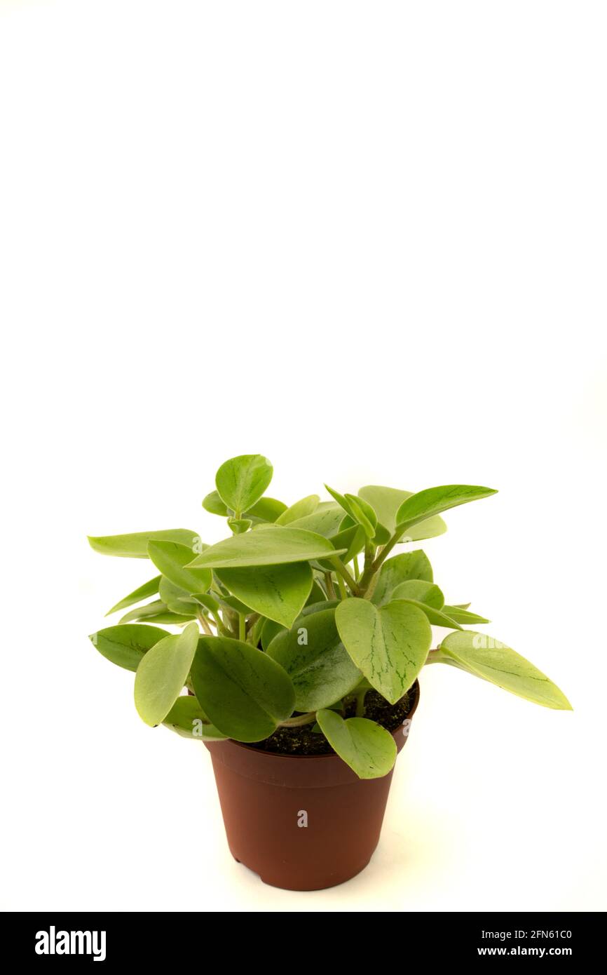 peperomia in vaso con sfondo bianco, vista dall'alto Foto Stock