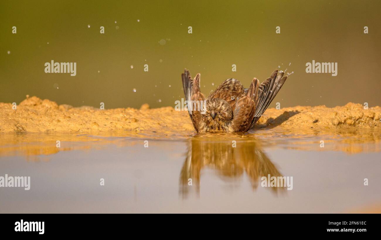 Serin (Serinus serinus) che bagna in uno stagno, visto da una pelle in Batea (provincia di Tarragona, Catalogna, Spagna) ESP: Verdecillo bañándose en una charca Foto Stock