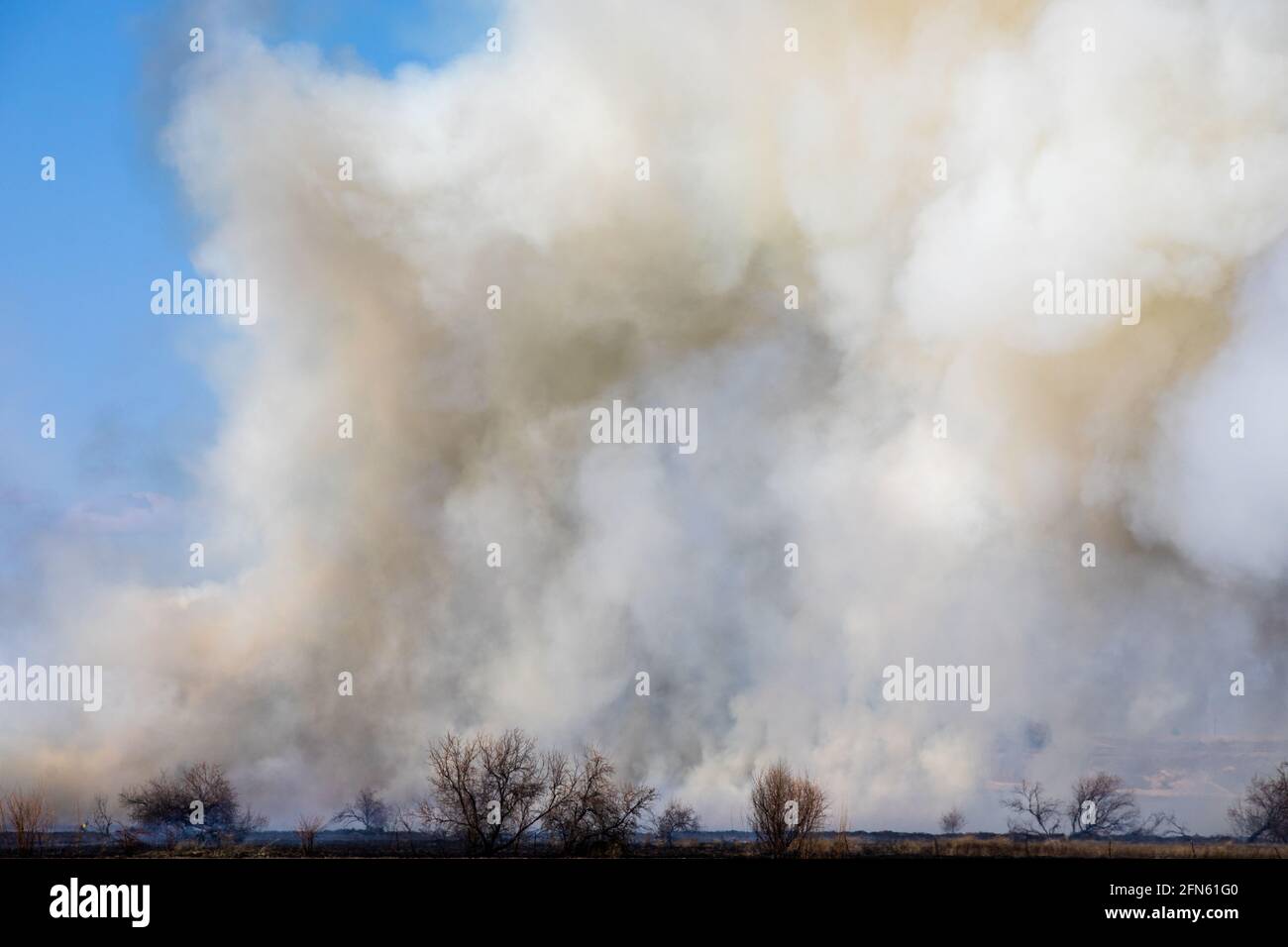 un sacco di fumo da un fuoco in un campo con alberi Foto Stock