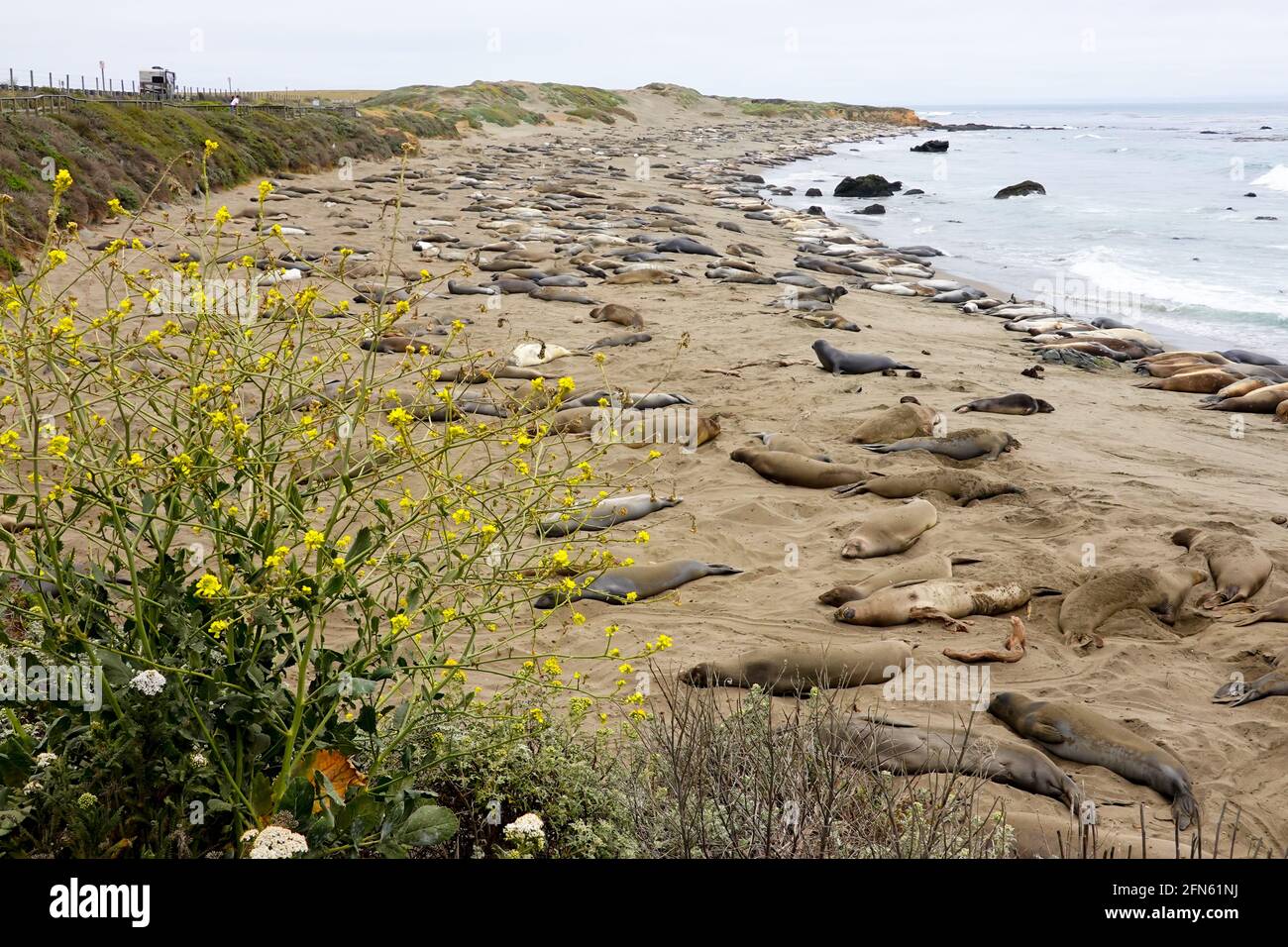 Elephant Seals Mirounga angustirostris affollano una spiaggia lungo la costa della California centrale a San Simeon riposando mentre completano il loro molt annuale. Foto Stock