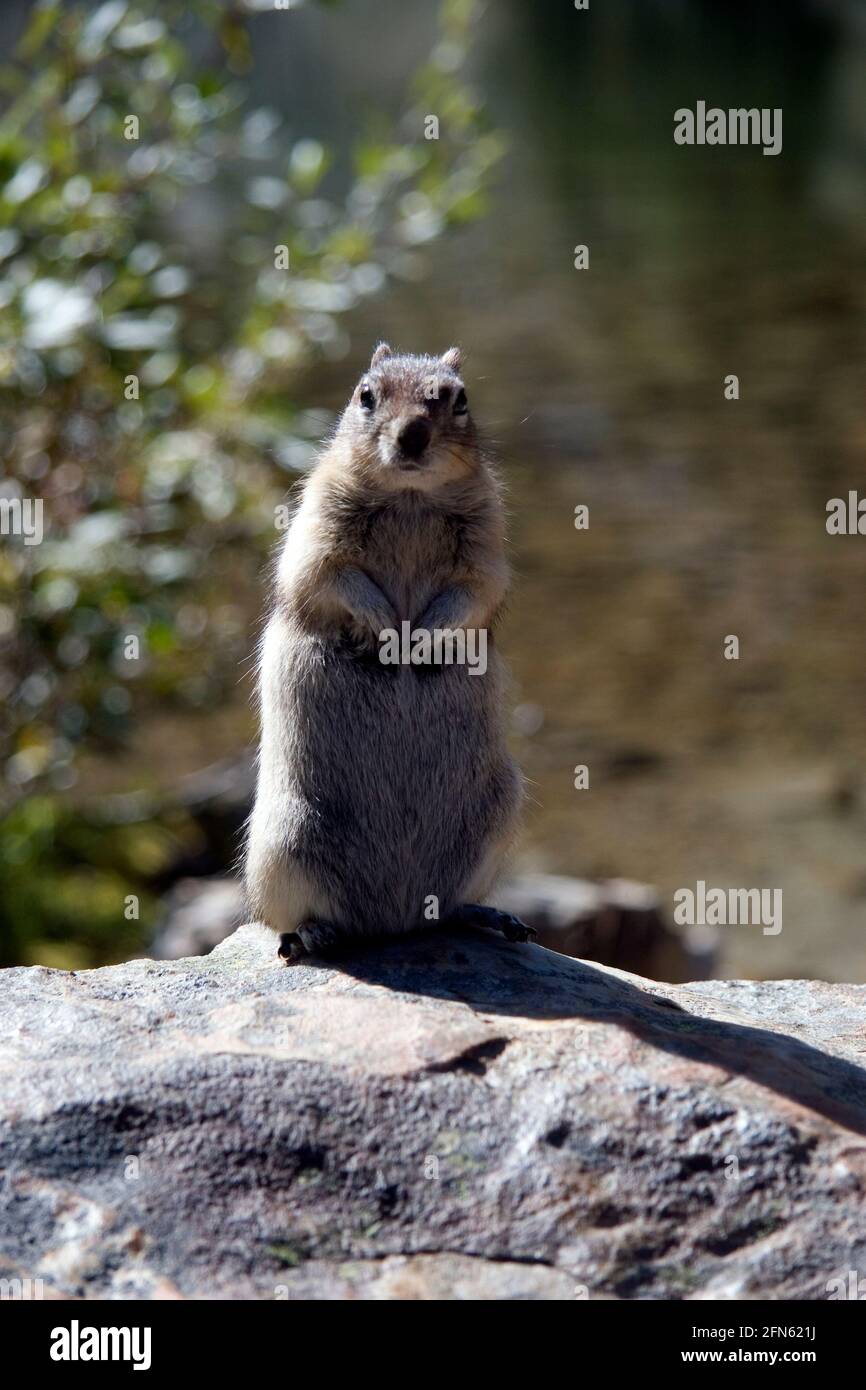 Scoiattolo dorato su rocce vicino al lago Louise, Banff National Park, Canada Foto Stock
