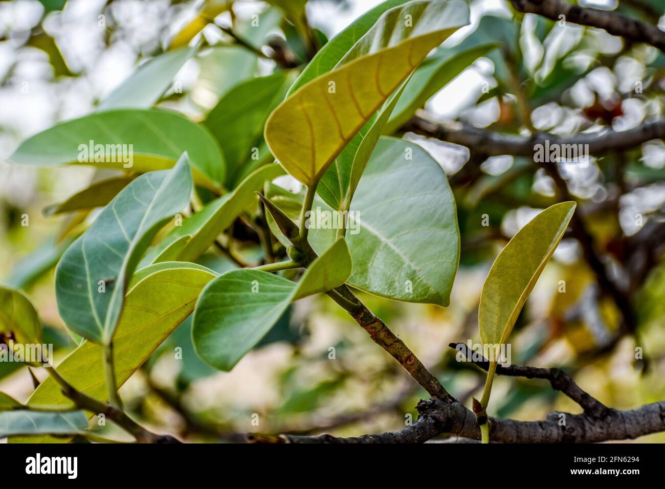 L'albero nazionale indiano Ficus benghalensis o frutto di Banyan scatta una vista ravvicinata da un villaggio rurale che sembra fantastico con foglie di vegetazione e piccolo tronco di alberi. Foto Stock