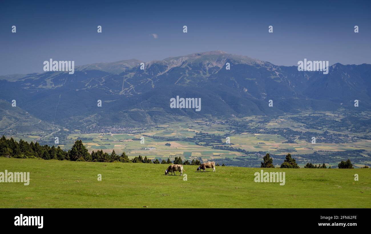 Prati alpini vicino al rifugio Feixa, tra Malniu e la stazione sciistica Guils-Fontanera, in un pomeriggio di primavera (Cerdanya, Catalogna, Spagna, Pirenei) Foto Stock