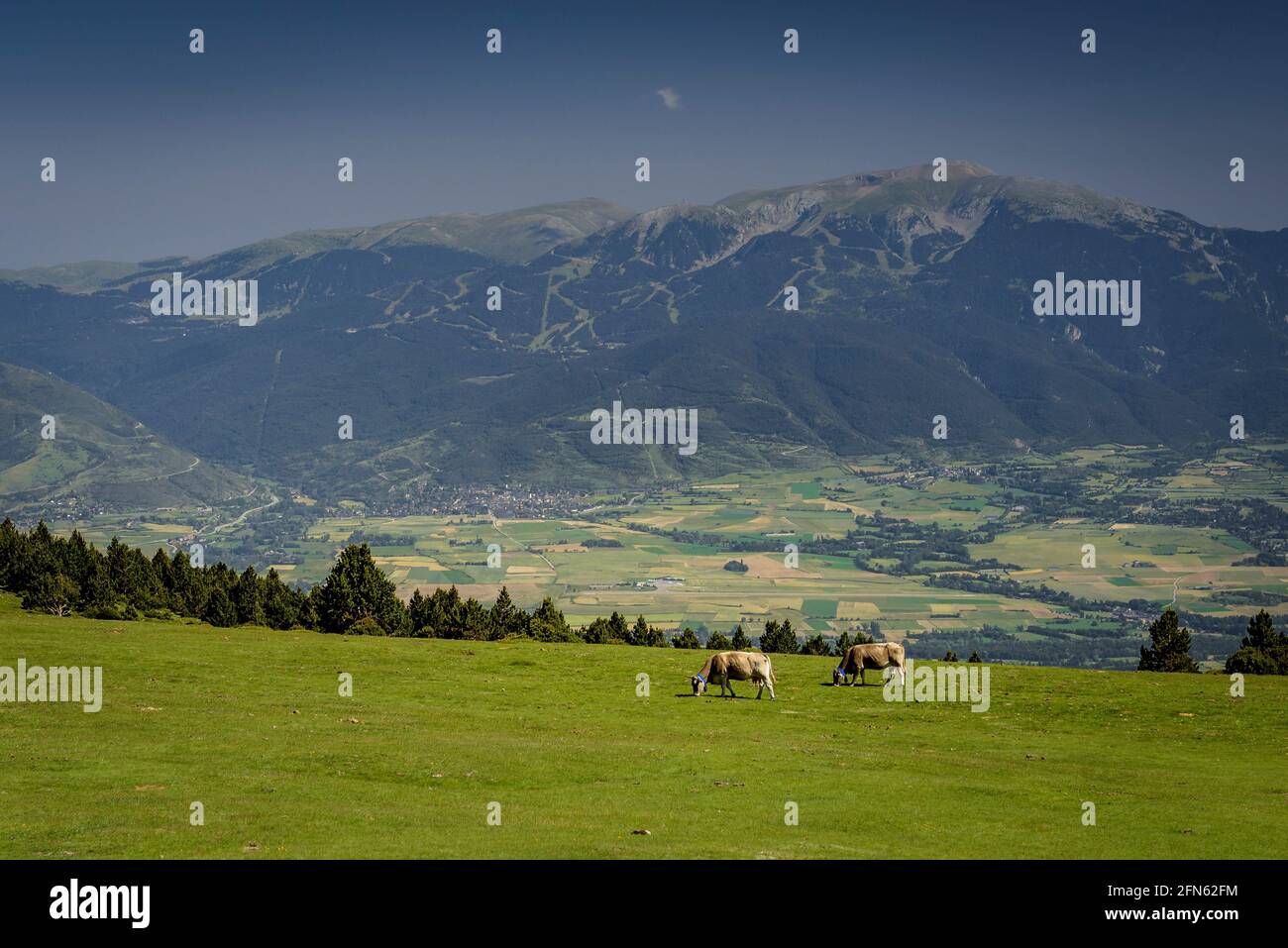 Prati alpini vicino al rifugio Feixa, tra Malniu e la stazione sciistica Guils-Fontanera, in un pomeriggio di primavera (Cerdanya, Catalogna, Spagna, Pirenei) Foto Stock