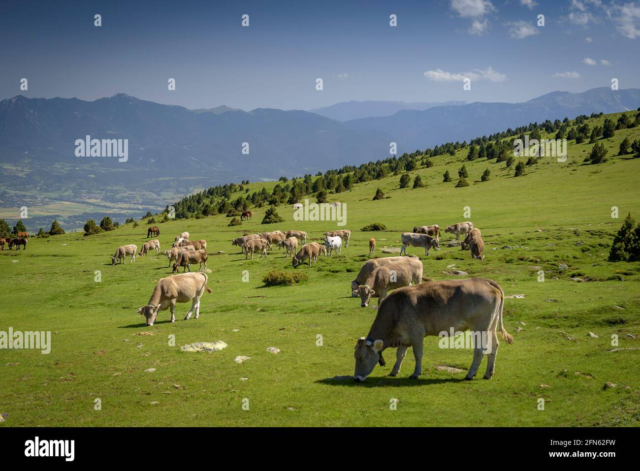 Prati alpini vicino al rifugio Feixa, tra Malniu e la stazione sciistica Guils-Fontanera, in un pomeriggio di primavera (Cerdanya, Catalogna, Spagna, Pirenei) Foto Stock