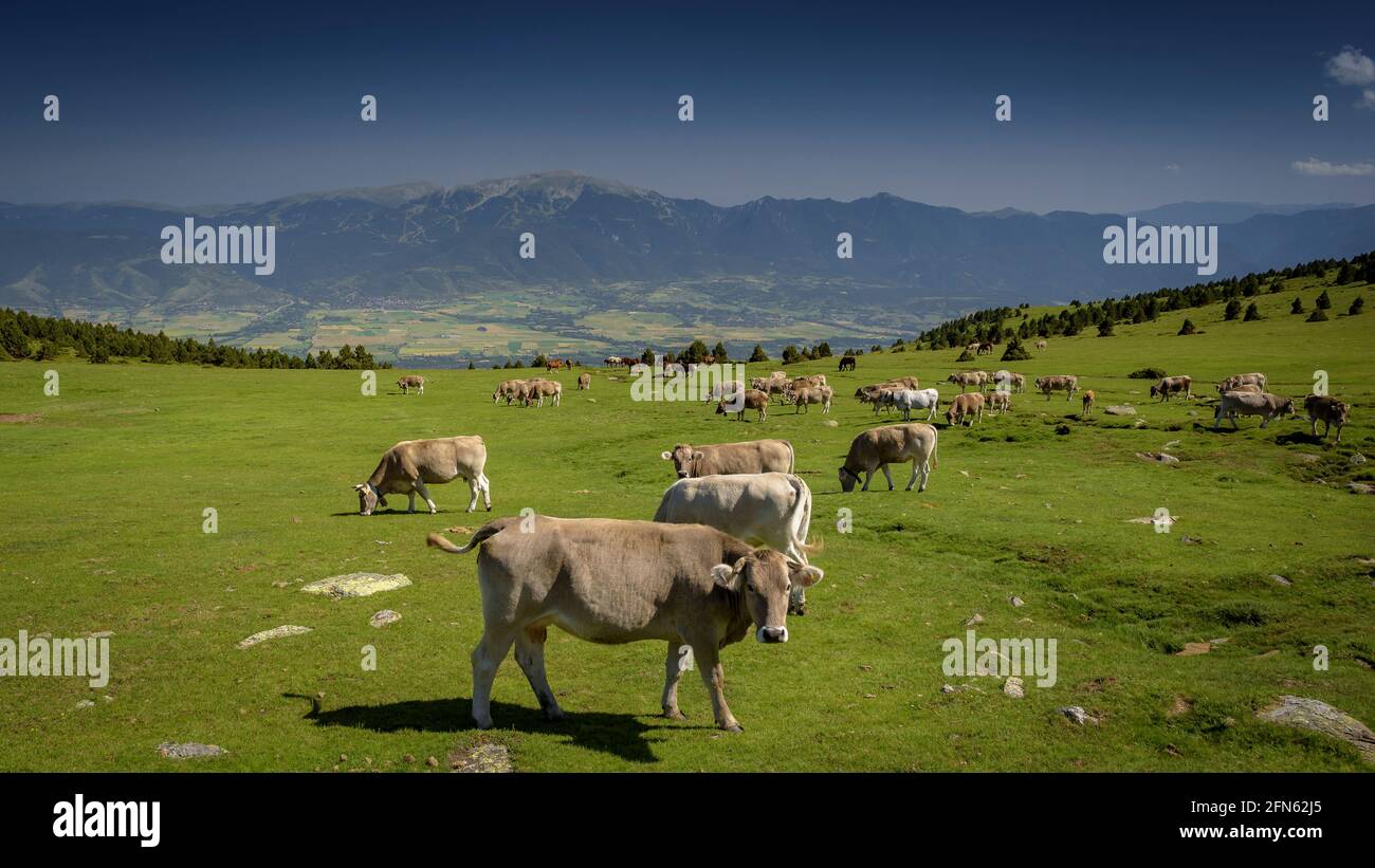 Prati alpini vicino al rifugio Feixa, tra Malniu e la stazione sciistica Guils-Fontanera, in un pomeriggio di primavera (Cerdanya, Catalogna, Spagna, Pirenei) Foto Stock