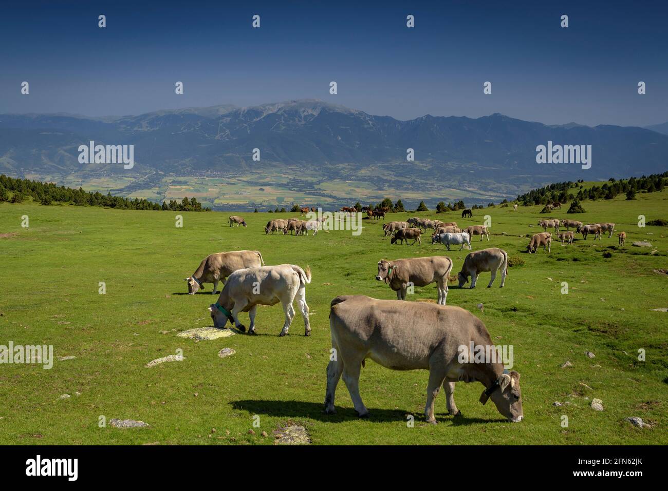 Prati alpini vicino al rifugio Feixa, tra Malniu e la stazione sciistica Guils-Fontanera, in un pomeriggio di primavera (Cerdanya, Catalogna, Spagna, Pirenei) Foto Stock
