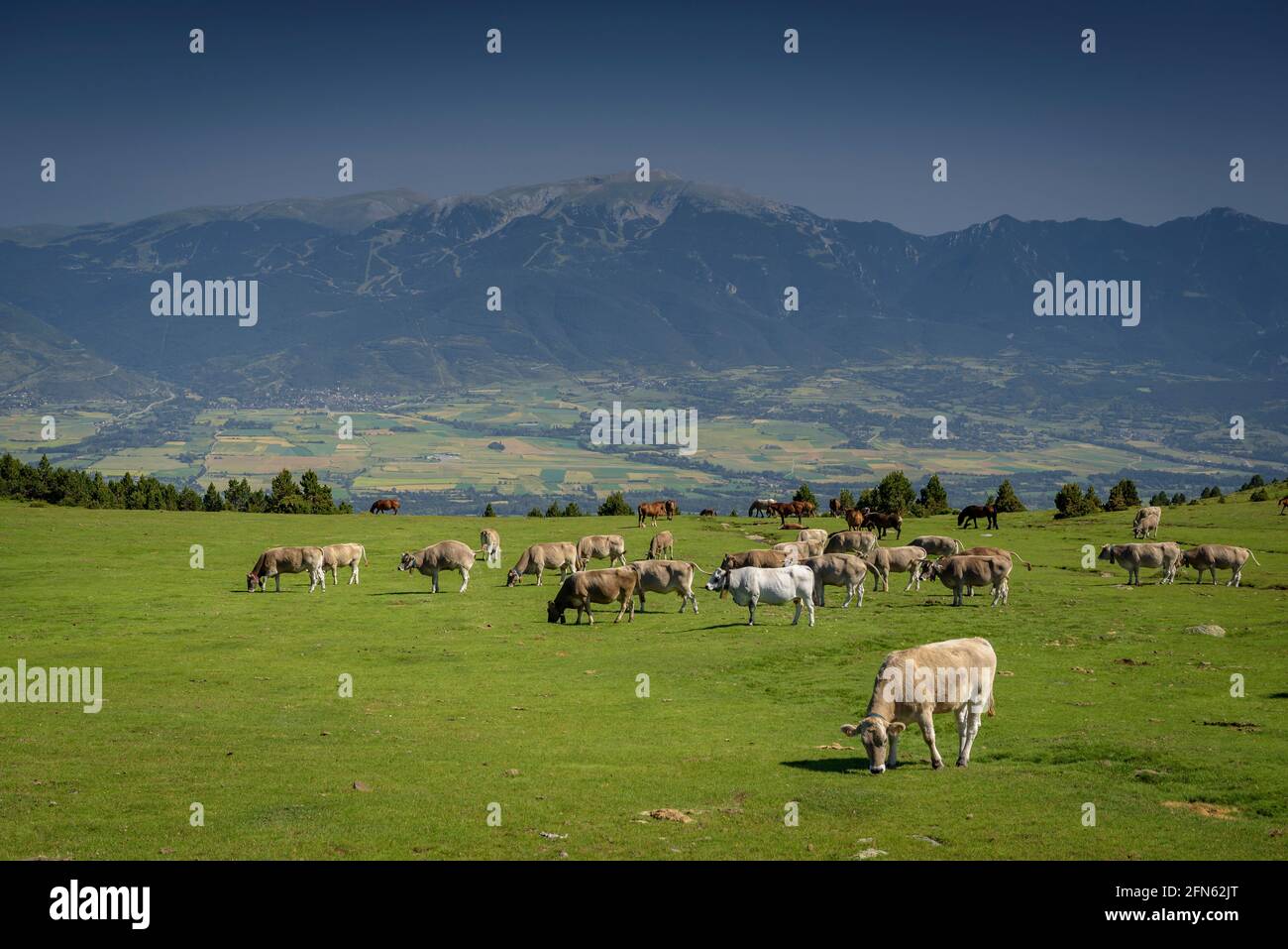 Prati alpini vicino al rifugio Feixa, tra Malniu e la stazione sciistica Guils-Fontanera, in un pomeriggio di primavera (Cerdanya, Catalogna, Spagna, Pirenei) Foto Stock