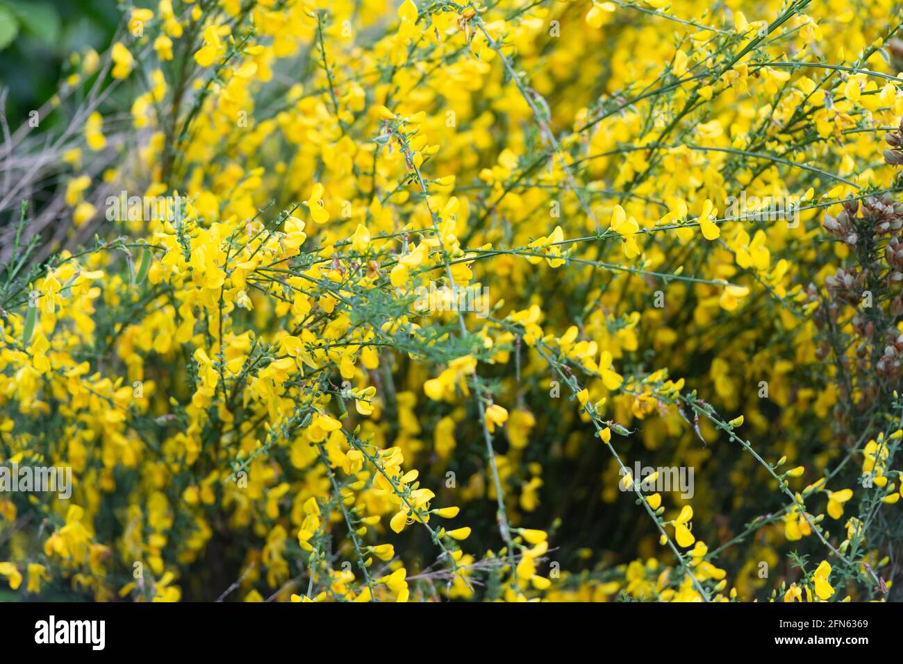 Cespuglio fiorito nelle montagne d'Italia. Cespugli luminosi disseminati di fiori  gialli lungo le strade di alta quota della Toscana Foto stock - Alamy